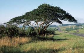 albizia adianthifolia