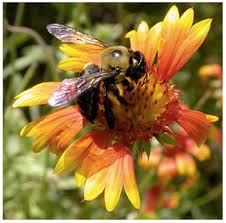 bumble bee sting