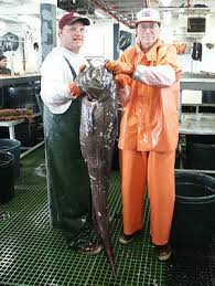 photo of a giant grenadier