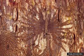 bark beetle