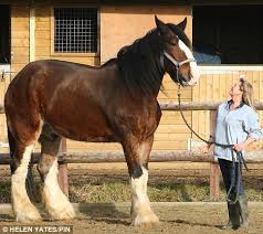 les plus belles images de chevaux