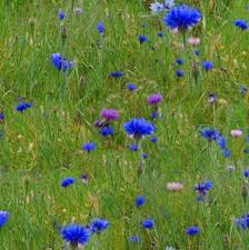 blue flowers