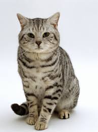 spotted tabby cat