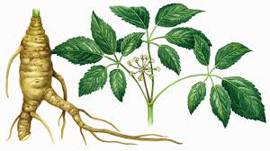 ginseng pictures