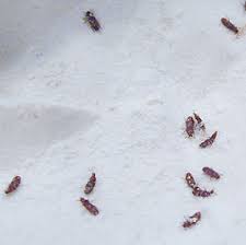 pantry pests