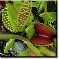 venus flytrap plants