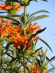 wild dagga