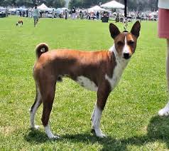 basenji dog