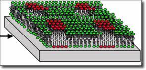 lipid raft