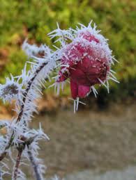 une rose en hiver
