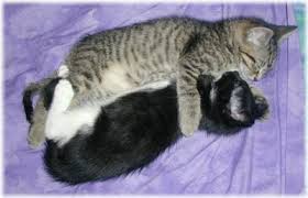 crazy kittens