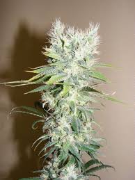 sensi seed