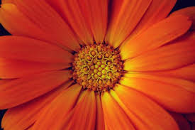 orange daisies