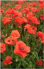 oriental poppies