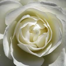 white rose pictures