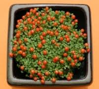 bead plant