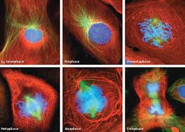 mitosis video