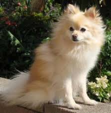 pomeranian dog