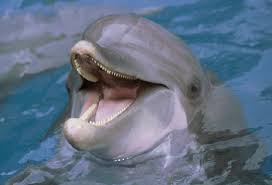 real dolphins