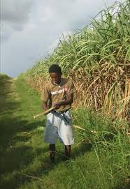 sugar plantation