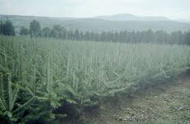 seed orchard