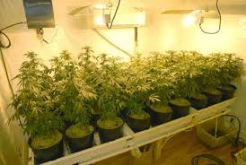 grow marijuana