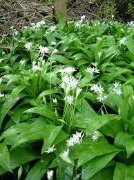 wild garlic