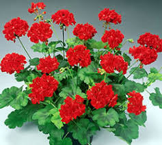 geranium plant