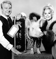arnold pig