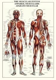 muscular system anatomical chart