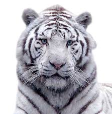 image de tigre blanc