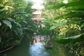 tropical oasis