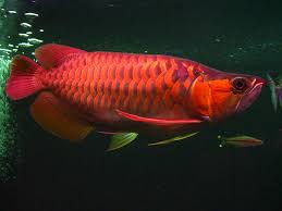 super red