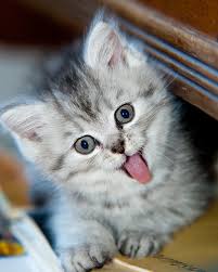 little cat
