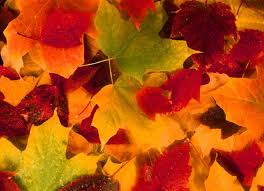 autumn leaves are falling