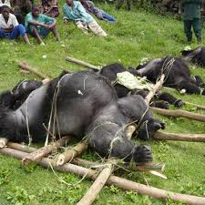 Dead mountain gorilla family