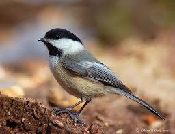 chickadee photos