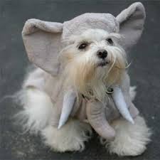 small dog halloween costume