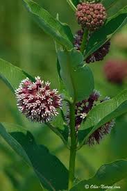 common milkweed pictures