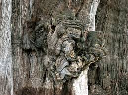 el arbol del tule
