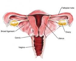 Ovarian Cancer Symptoms