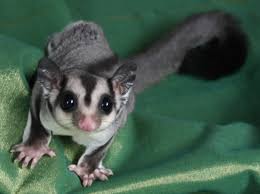 sugar gliders