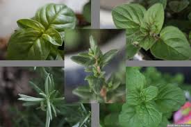kitchen herb gardens