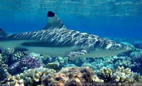 blacktip reef shark for sale