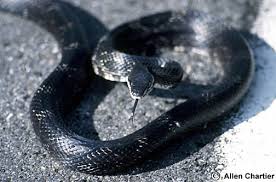 rat snake photos