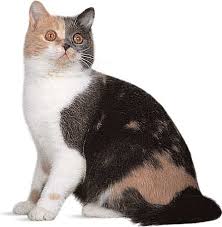 domestic cat photos