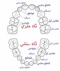 تريد اسنان سليمة ...تفضل 11zo