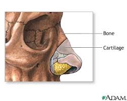 nose bone