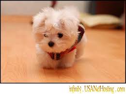 maltese pics