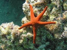 star of sea